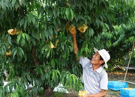 陽山水蜜桃在哪個區？桃源鄉的風景美不勝收